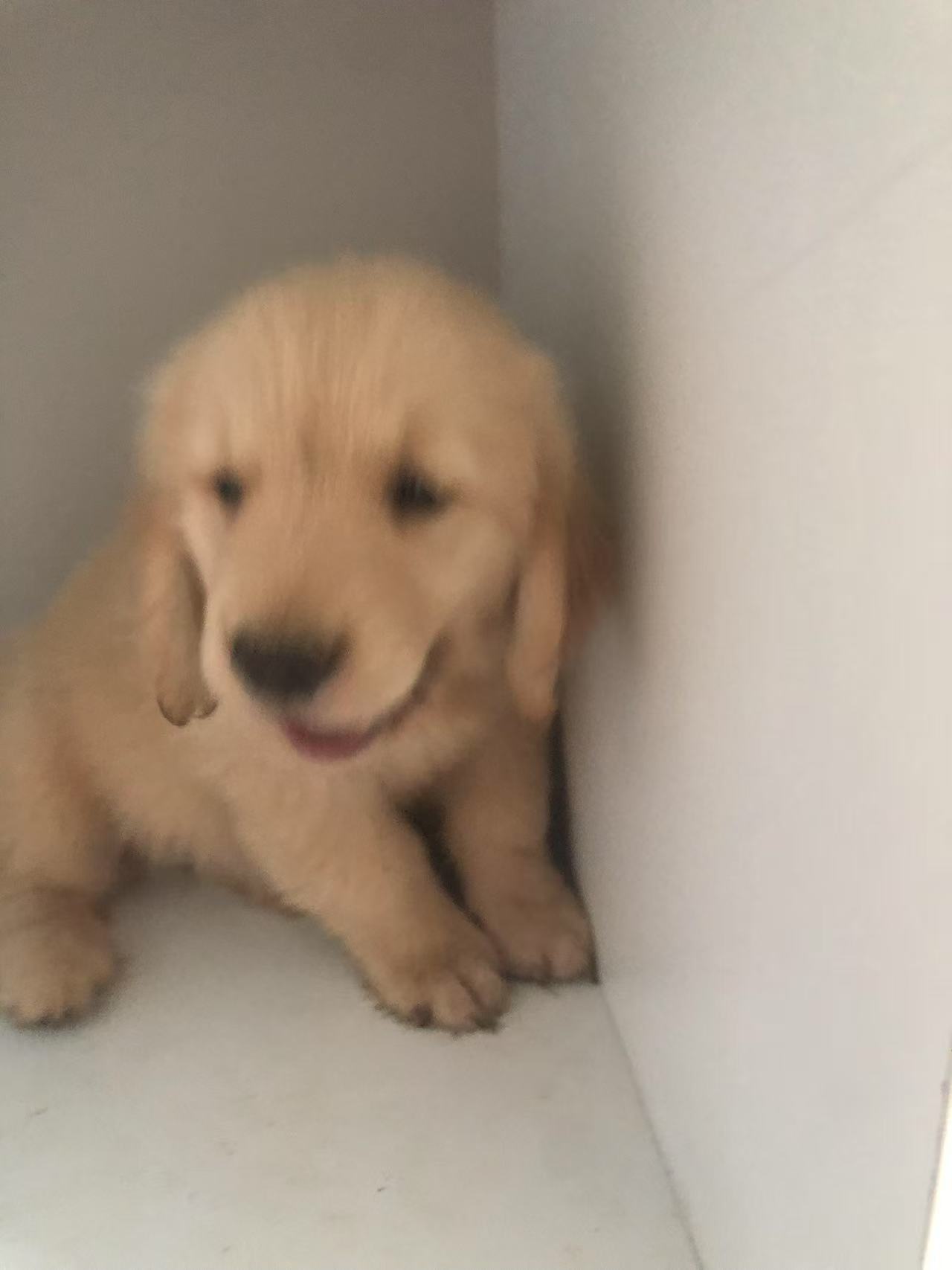 双血统金毛幼犬，要证书芯片费用单算